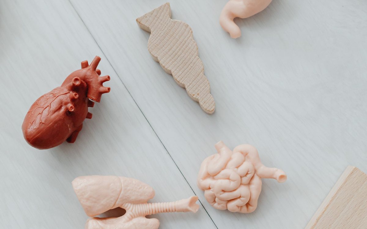 Anatomical models of human organs on a table